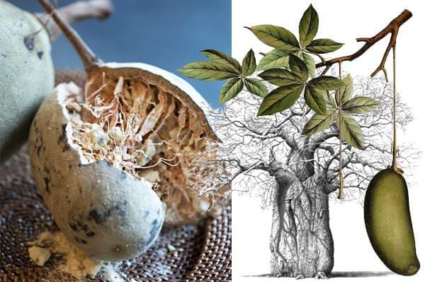 winter essential wild harvested baobab