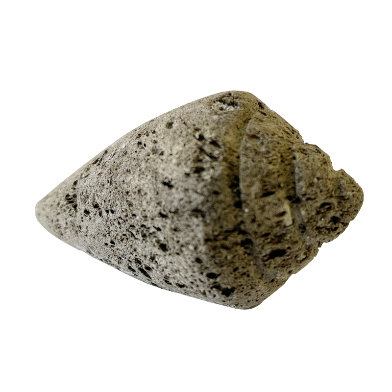 pumice stone - cone shell