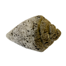  pumice stone - cone shell