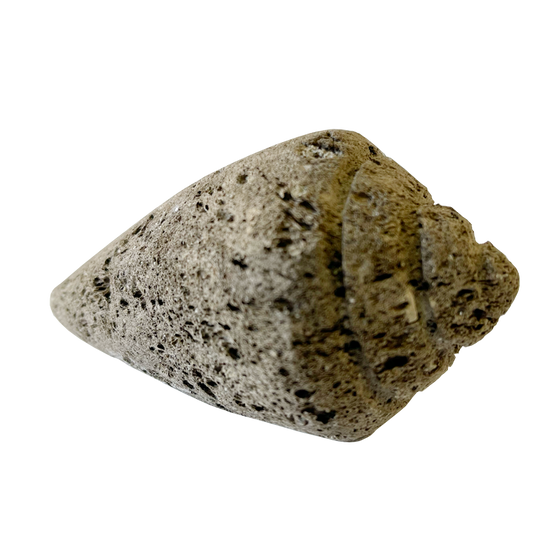 pumice stone - cone shell
